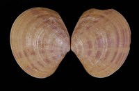 藏品(圓盤蛤)的圖片